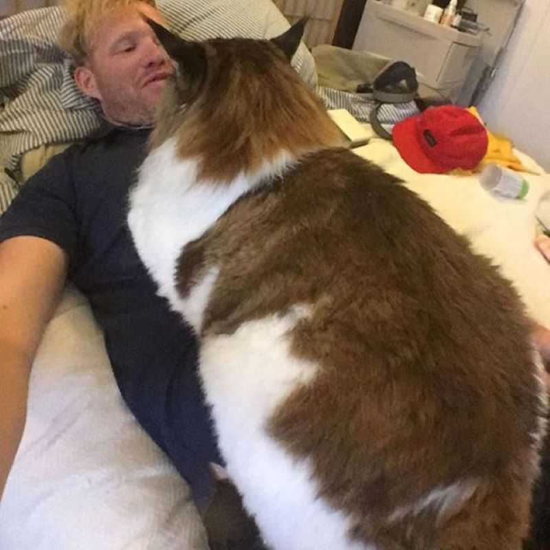 Rencontrez Samson, le plus gros chat du monde