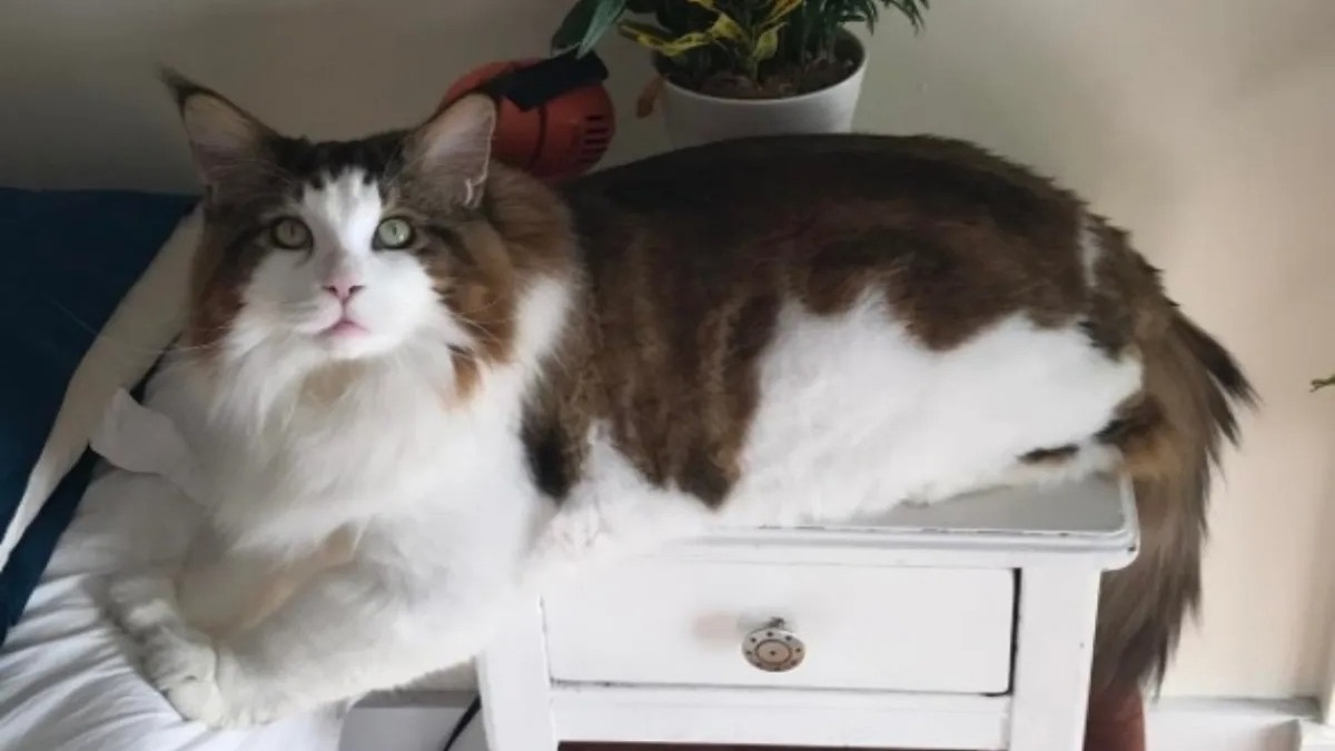 Rencontrez Samson, le plus gros chat du monde