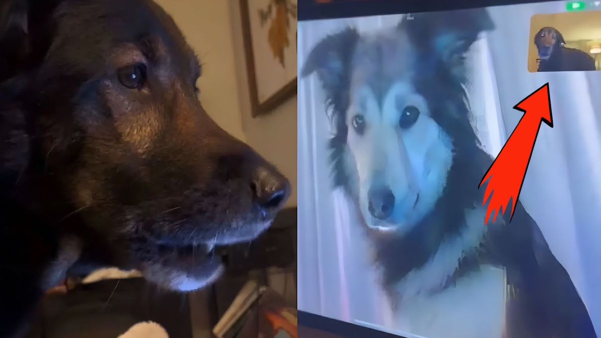 Chiens : l'incroyable réaction de 2 chiens lors d'une rencontre par appel vidéo