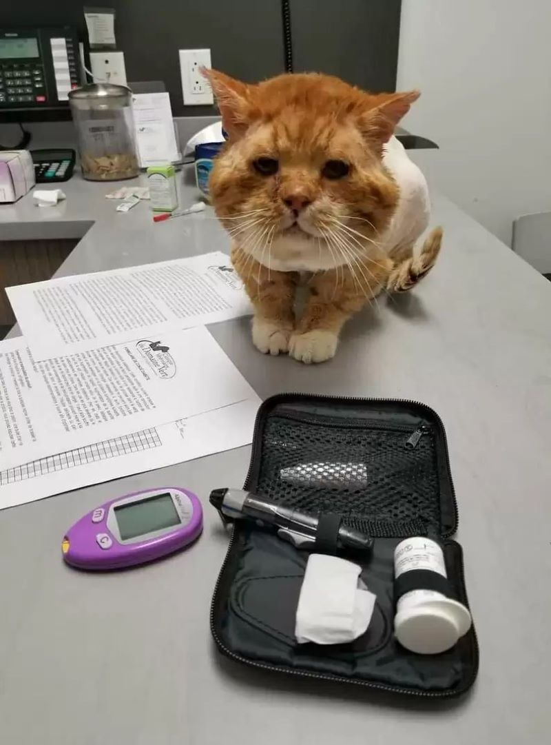 Un chat errant frappe à la porte pour demander de l'aide et elle réagit immédiatement