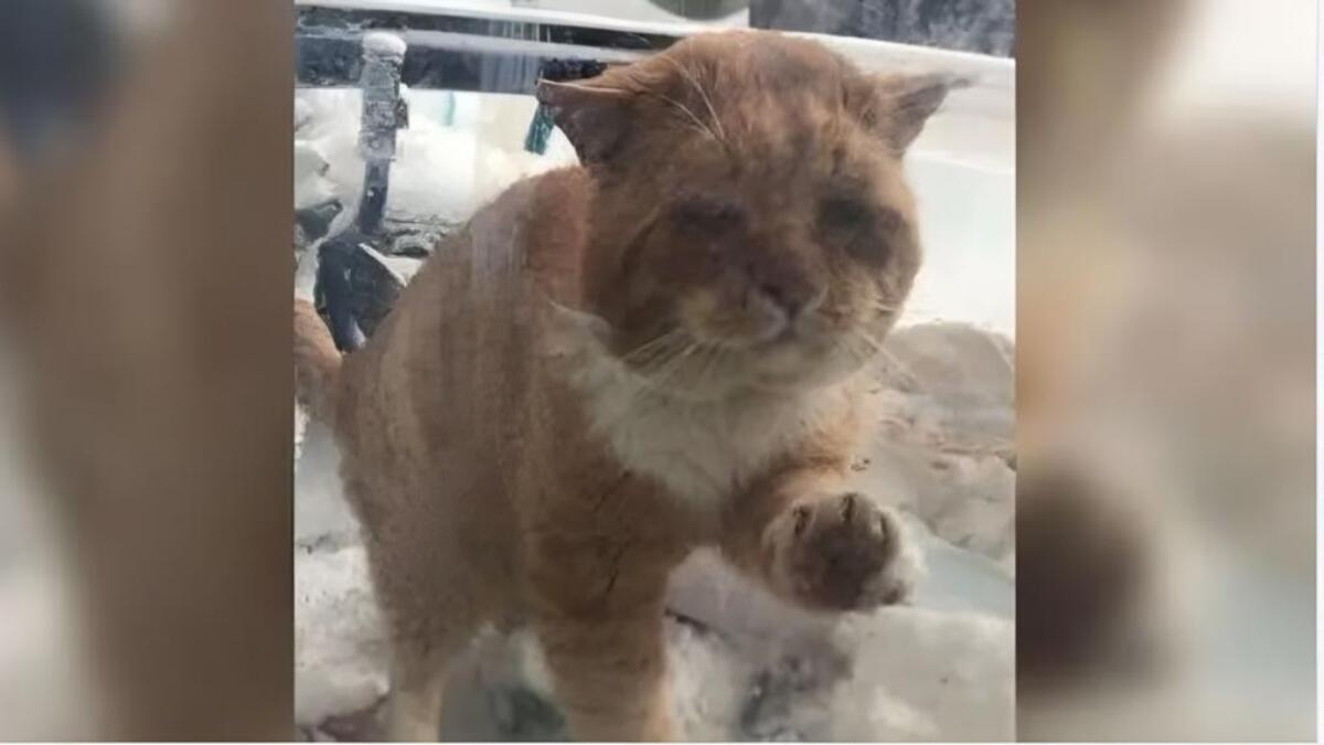 Un chat errant frappe à la porte pour demander de l'aide et elle réagit immédiatement