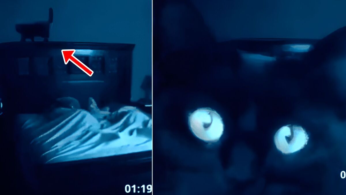 Un chat joue dans une scène effrayante d'activité paranormale, (vidéo)