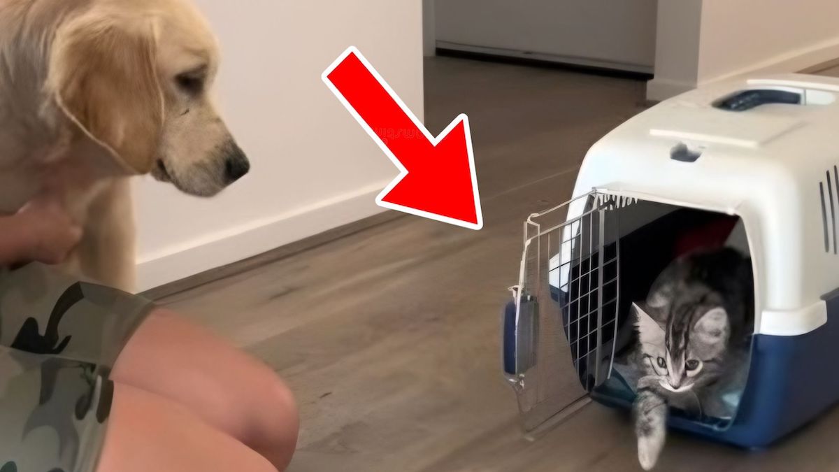 Un chaton et un chiot font connaissance, leur attitude a surpris tout le monde