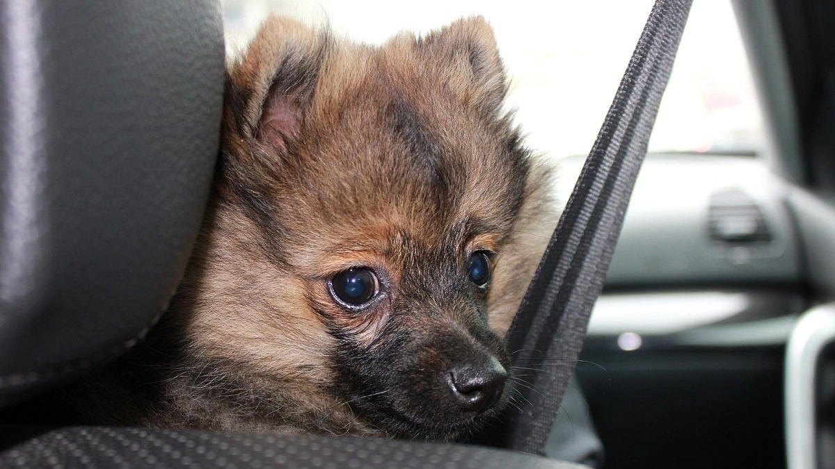 Un chien enfermé dans une voiture en plein soleil, la police débarque en urgence