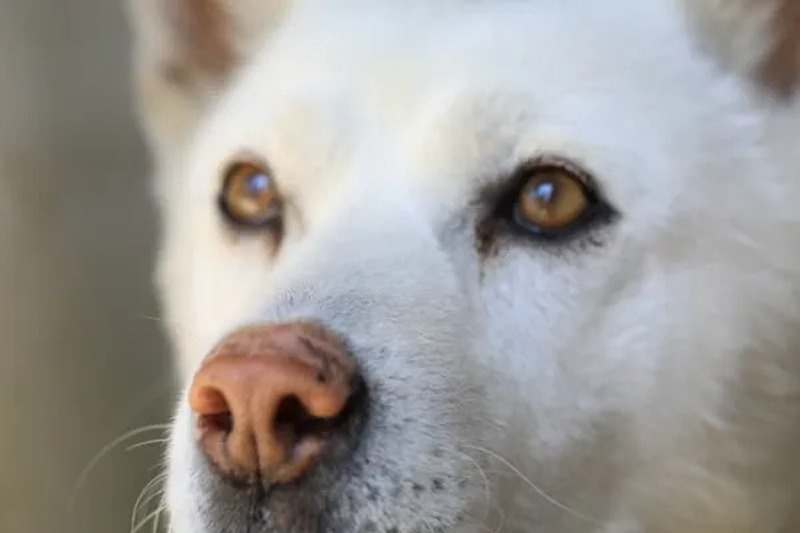 Un chien errant attire l'attention sur un parking, la femme découvre enfin pourquoi !