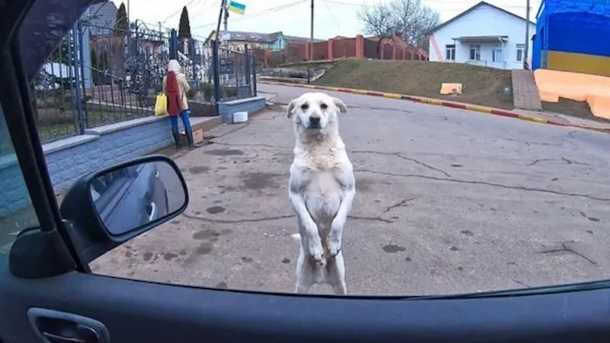 Un chien errant attire l'attention sur un parking, la femme découvre enfin pourquoi !
