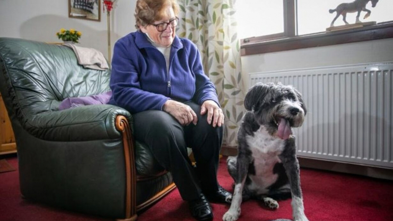 Un chien panique en voyant sa voisine de 91 ans allongée par terre et fait l'impensable