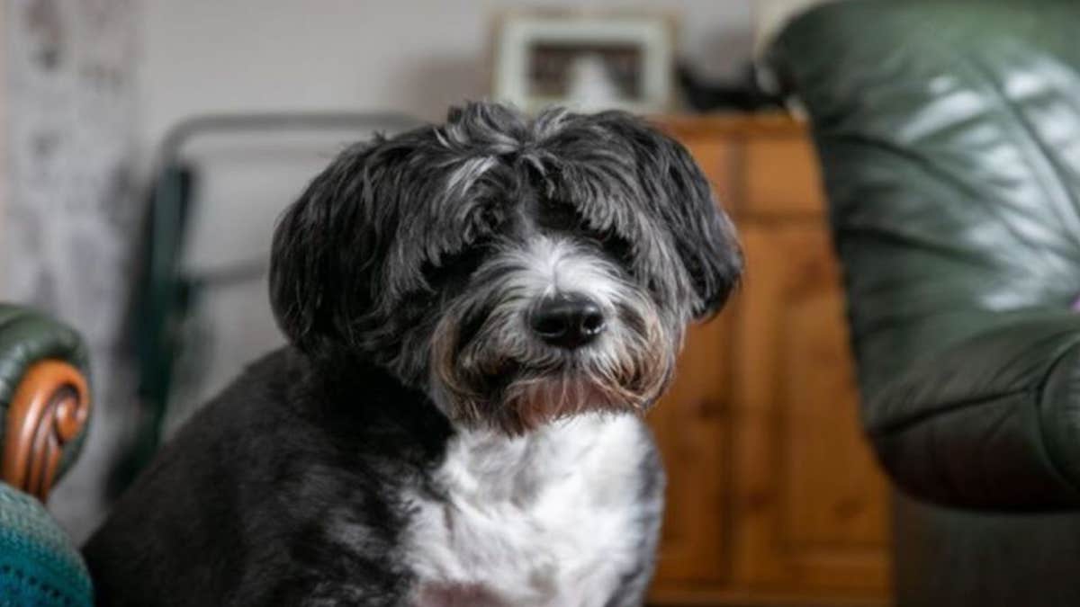 Un chien panique en voyant sa voisine de 91 ans allongée par terre et fait l'impensable