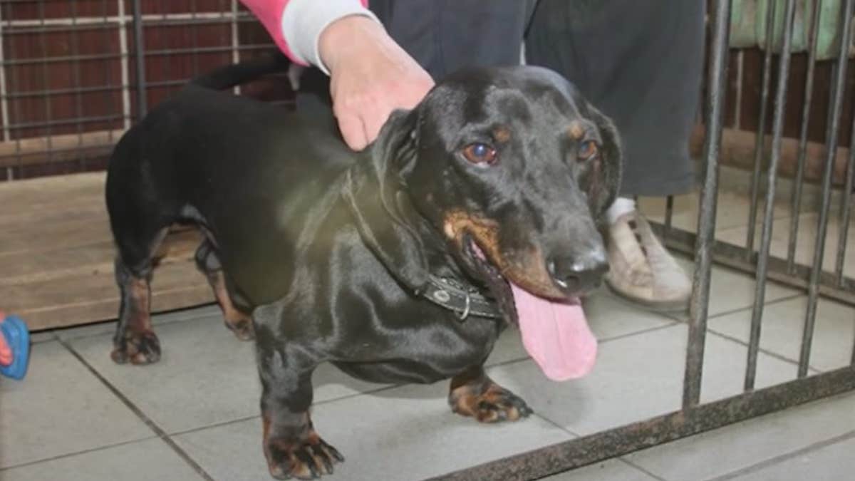 Un chien réveille ses maîtres chaque nuit, ils installent une caméra et découvrent la vérité