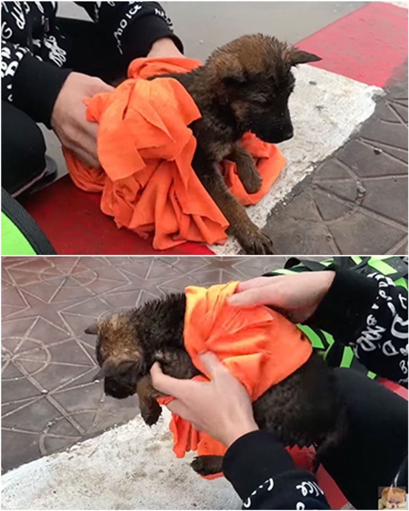 Un chiot abandonné sous la pluie demande de l'aide, il va vous fendre le cœur