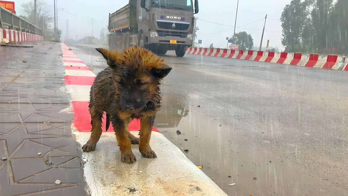 Un chiot abandonné sous la pluie demande de l'aide, il va vous fendre le cœur