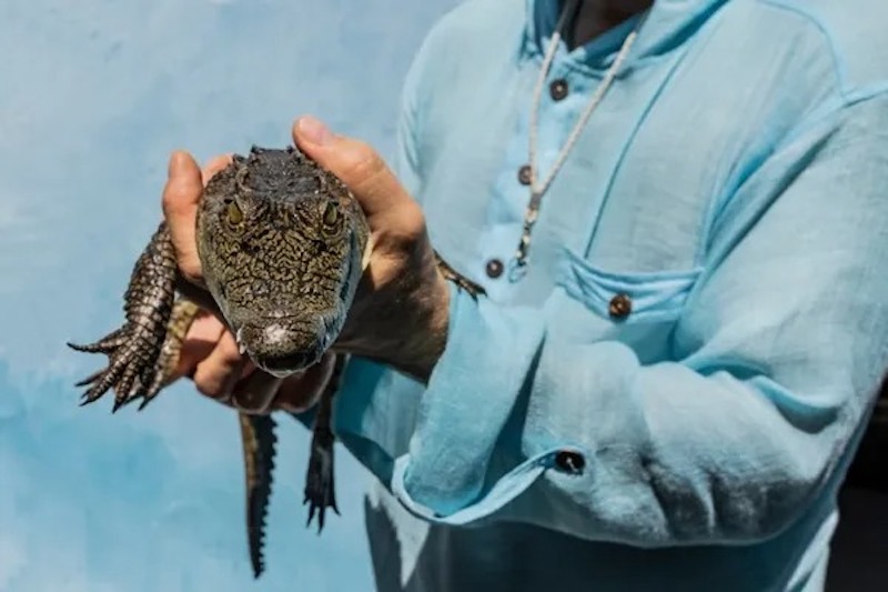 Un crocodile demande de l'aide à un pêcheur, la raison le surprend !