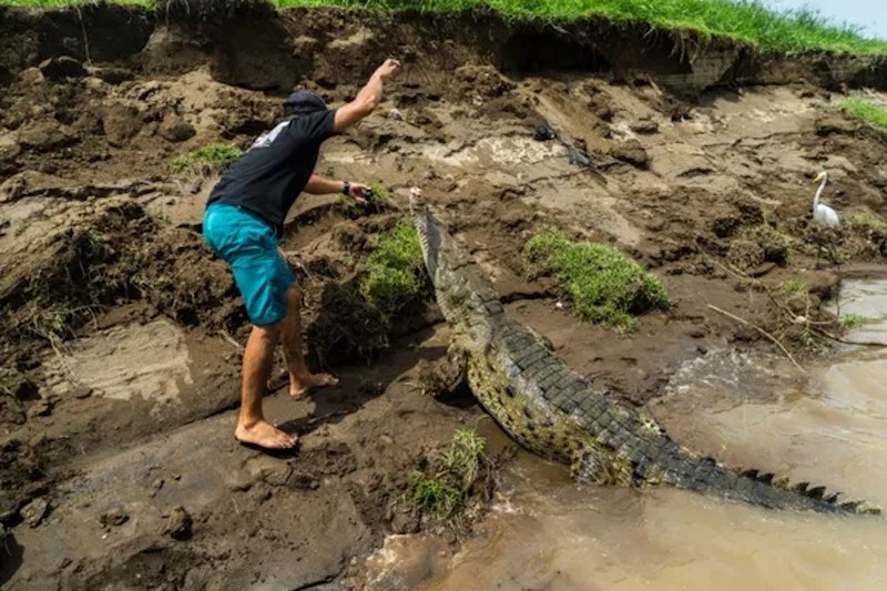 Un crocodile demande de l'aide à un pêcheur, la raison le surprend !
