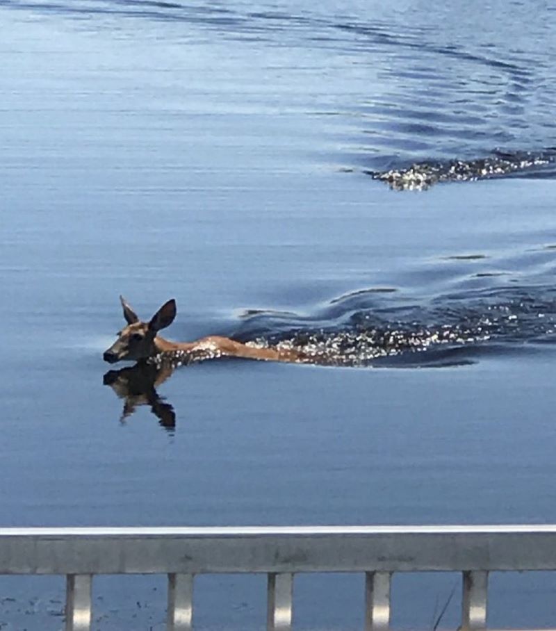 Un crocodile poursuit un cerf, un moment de suspense animalier (Photos)