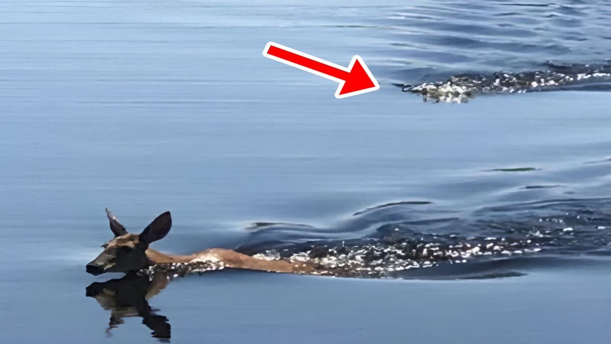 Un crocodile poursuit un cerf, un moment de suspense animalier (Photos)