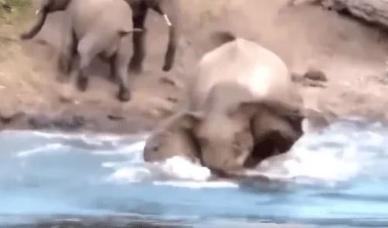 Un éléphant boit de l'eau dans la rivière mais un crocodile émerge de l'eau pour le dévorer