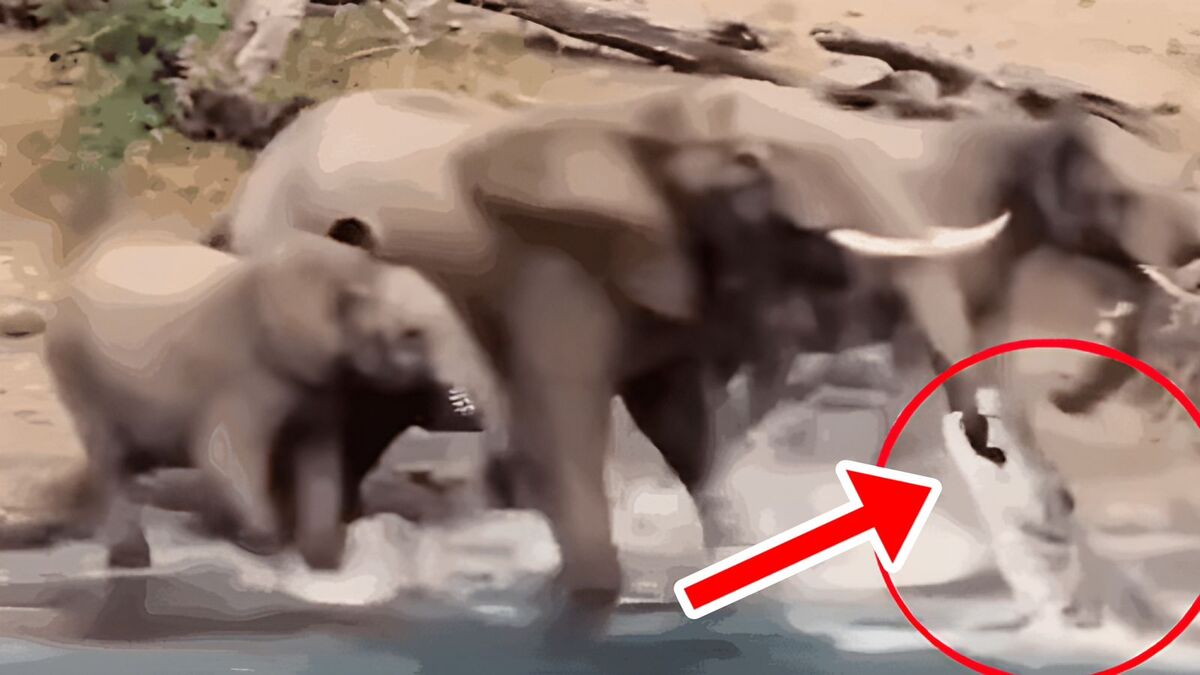 Un éléphant boit de l'eau dans la rivière mais un crocodile émerge de l'eau pour le dévorer