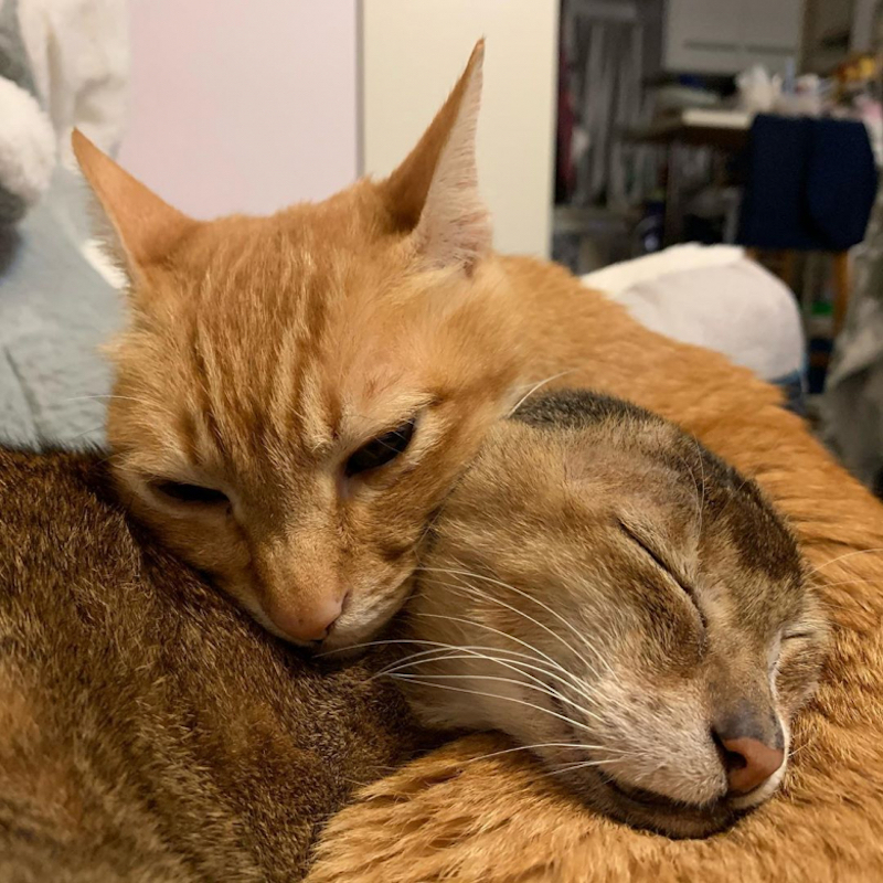 un ex-chat errant surmonte une amputation des oreilles grâce à l'amour de son frère félin