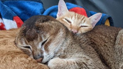 un ex-chat errant surmonte une amputation des oreilles grâce à l'amour de son frère félin