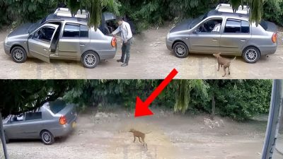 Un homme sort son chien pour une promenade et lui fait quelque chose de terrible