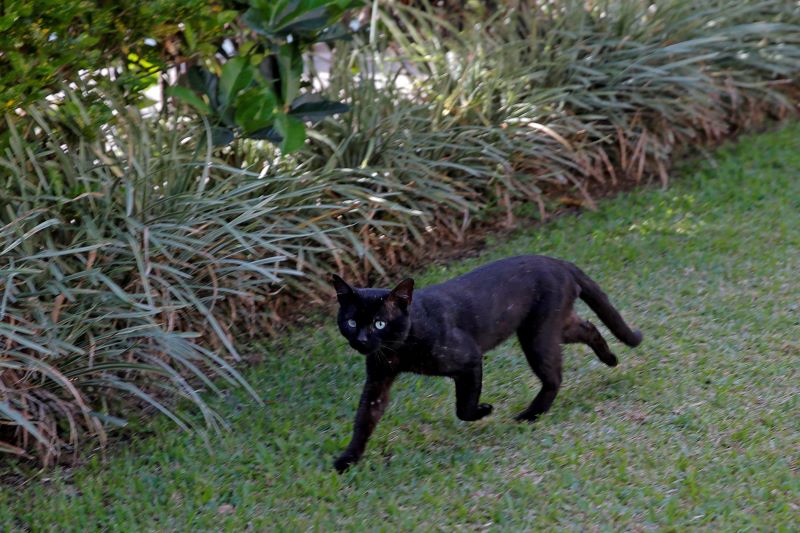 Un homme révèle qu'il détestait le chat de sa femme, ce qu'il en a fait a surpris tout le monde