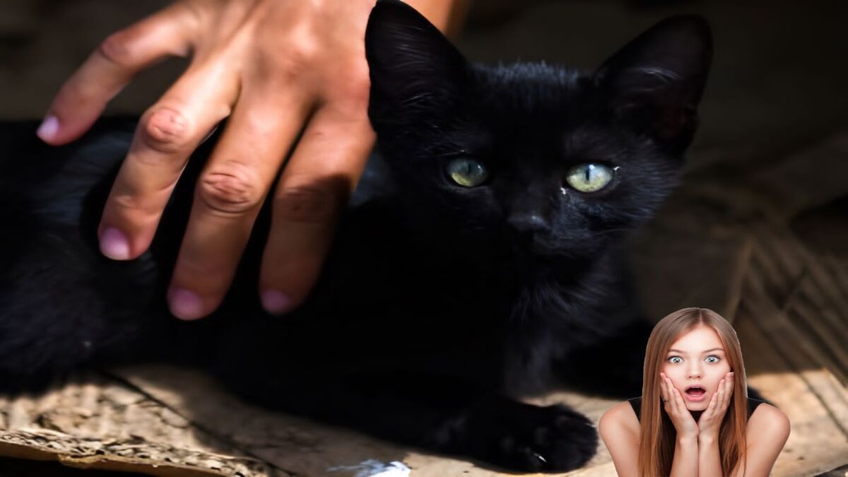 Chat : Un homme révèle qu'il détestait le chat de sa femme, ce qu'il en a fait a surpris tout le monde