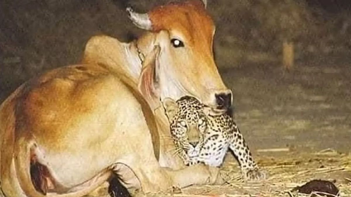 Un léopard rend visite à cette vache chaque soir, le fermier comprend et s'effondre