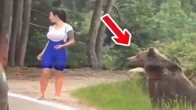 Un ours a bondi sur une femme alors qu'elle essayait de prendre une photo près de lui (vidéo)