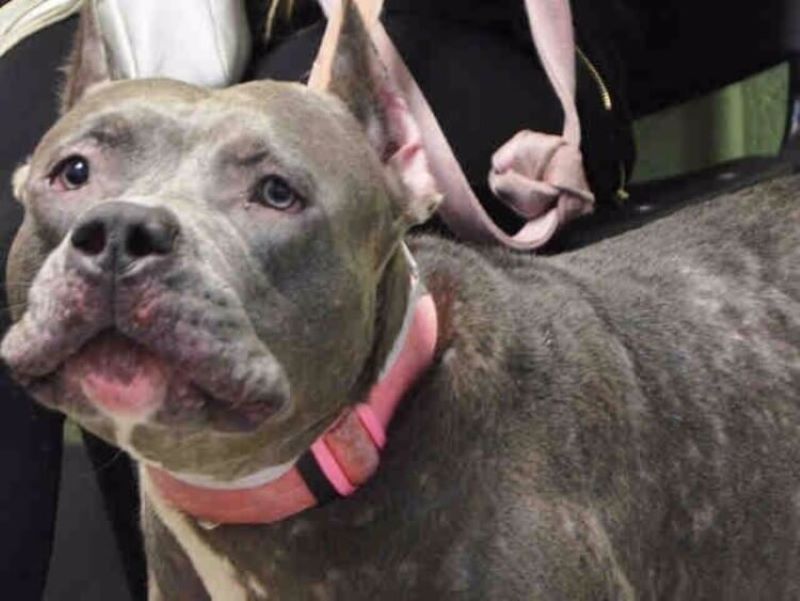 Un chien abandonné s'accroche à sa peluche et a failli être euthanasié