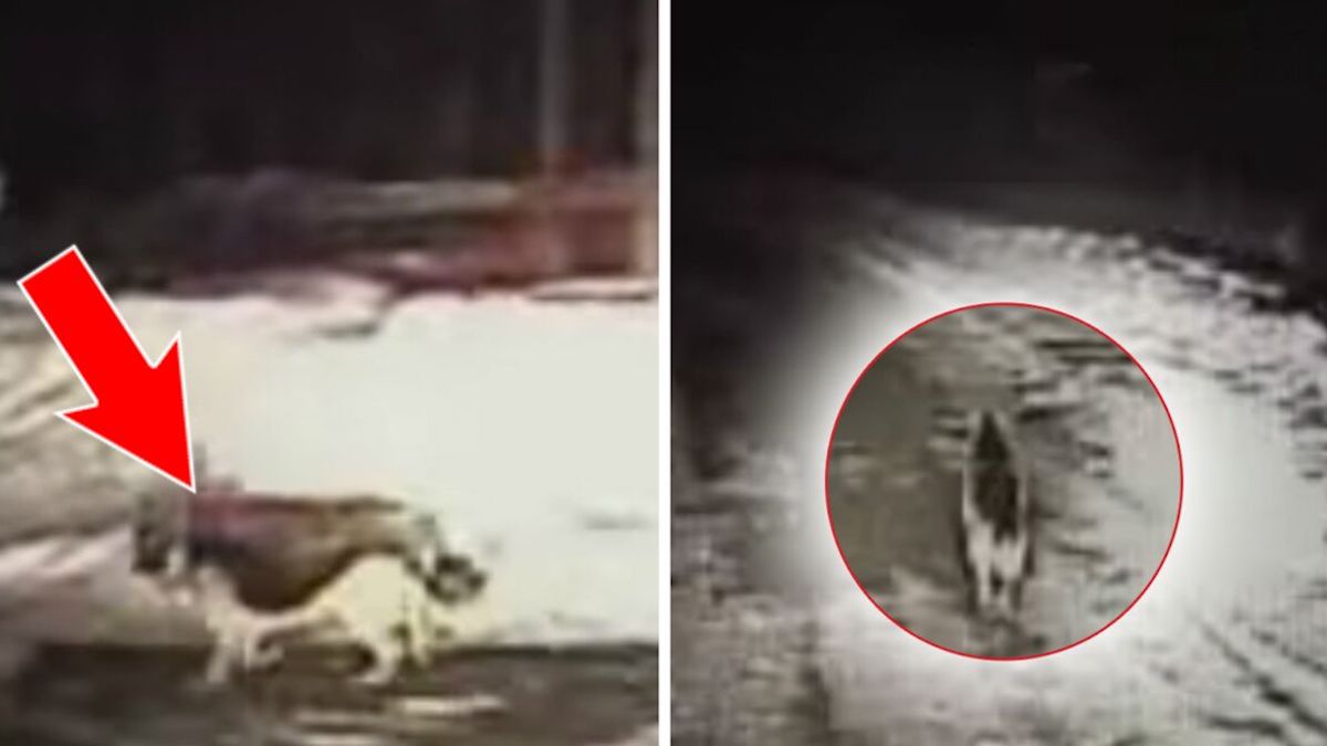 Un policier croise un chien qui se met à courir comme un fou, il va découvrir l’impensable !