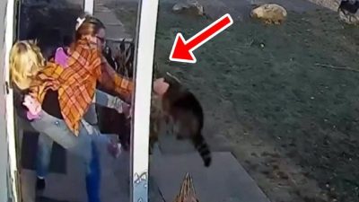 Un raton laveur attaque violemment sa fille, cette mère héroïque va lui sauver la vie !