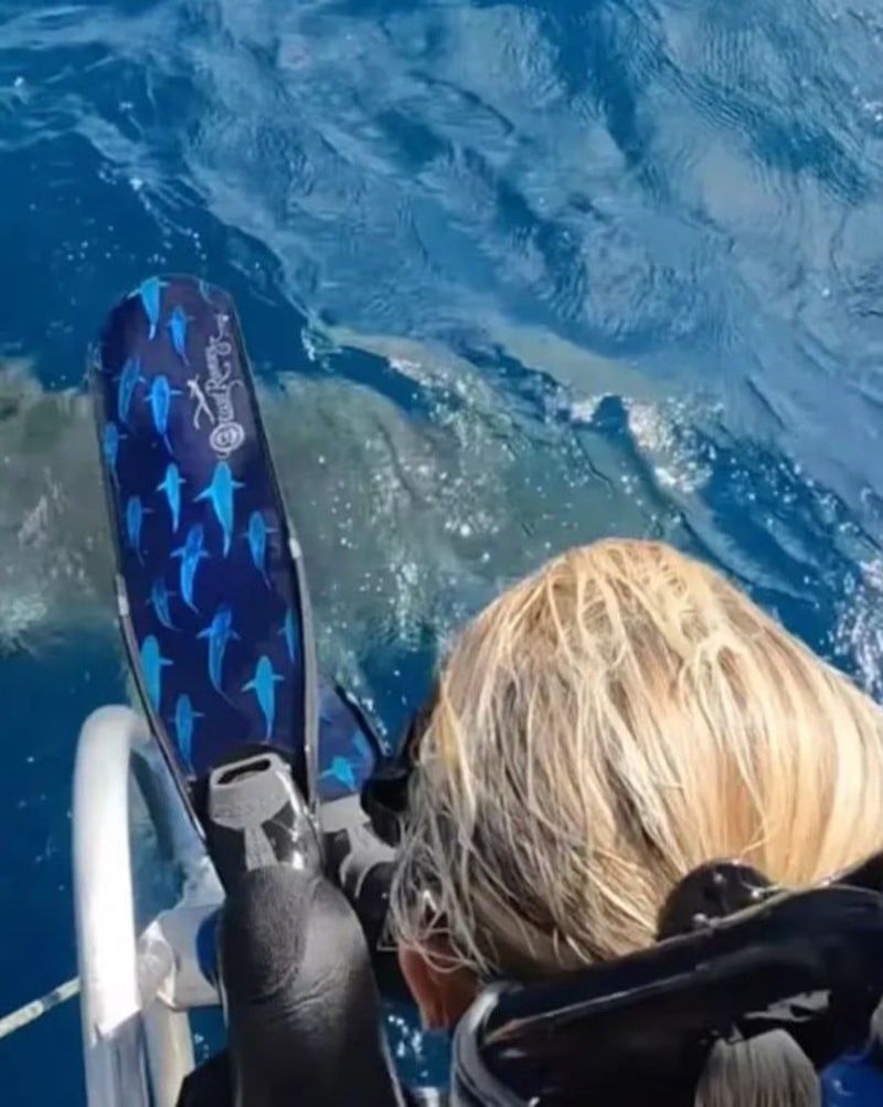 Une scientifique était à un instant près de sauter dans la gueule d'un requin (vidéo)