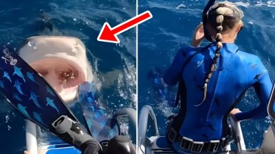 Une scientifique était à un instant près de sauter dans la gueule d'un requin (vidéo)