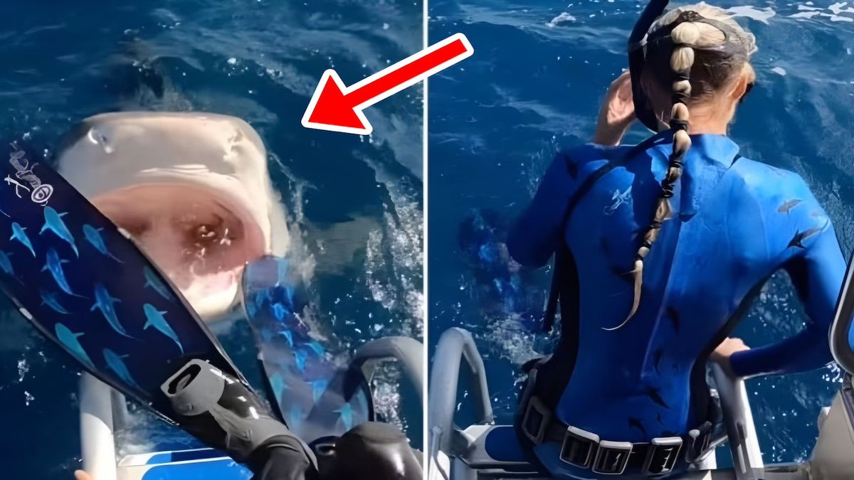 Il attrape un requin par la queue pour sauver une jeune Australienne - La  DH/Les Sports+