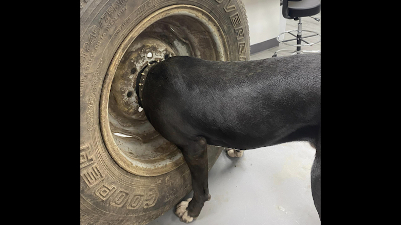 Un vétérinaire face à un cas inédit, un chien a la tête coincée dans une jante de voiture !