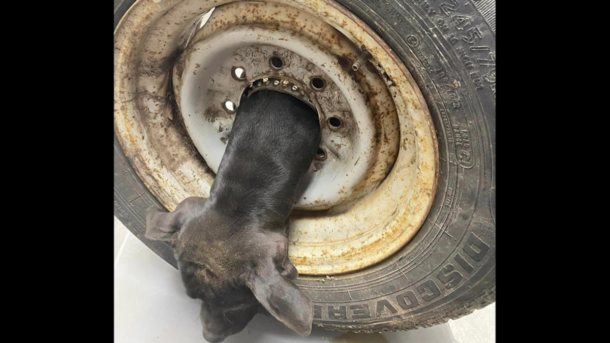 Un vétérinaire face à un cas inédit, un chien a la tête coincée dans une jante de voiture !