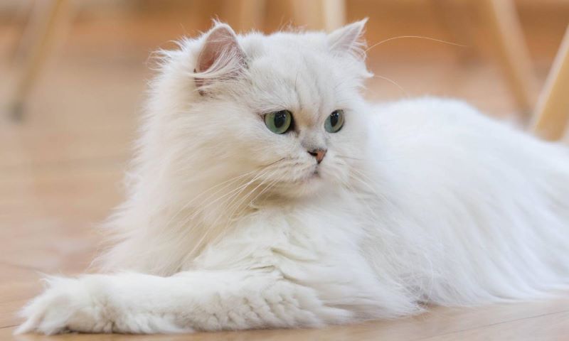 Un vétérinaire révèle les 4 races de chats qu'il ne faut jamais acheter