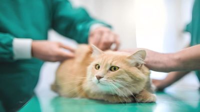 Un vétérinaire révèle les 4 races de chats qu'il ne faut jamais acheter
