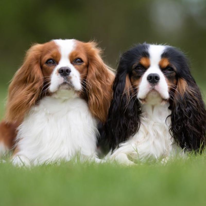 Un vétérinaire révèle les 5 races de chiens que vous ne devriez jamais acheter