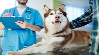 Un vétérinaire révèle les 5 races de chiens que vous ne devriez jamais acheter
