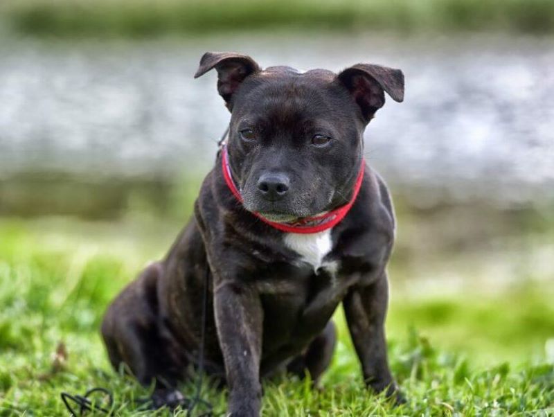 Un vétérinaire révèle les cinq races de chiens les plus dangereuses au monde