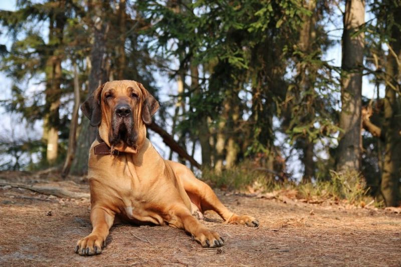 Un vétérinaire révèle les cinq races de chiens les plus dangereuses au monde