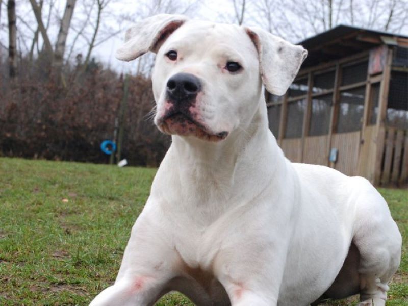 Un vétérinaire révèle les cinq races de chiens les plus dangereuses au monde