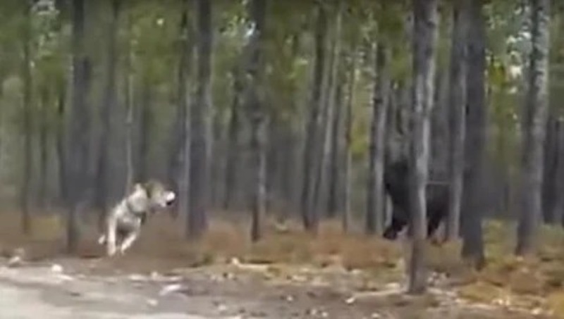 Une bête monstrueuse de 2 m surgit de nulle part et poursuit son chien, l’homme est terrorisé