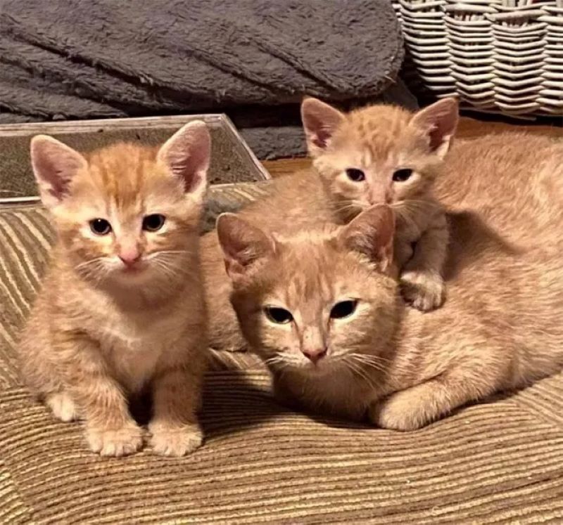 Une chatte errante et enceinte ne pouvait pas marcher et se bat pour l'amour de ses chatons