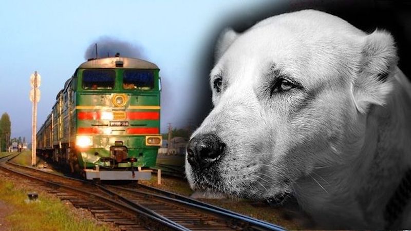 Une chienne a été traînée par un tramway sur 500 mètres, son propriétaire dépose plainte