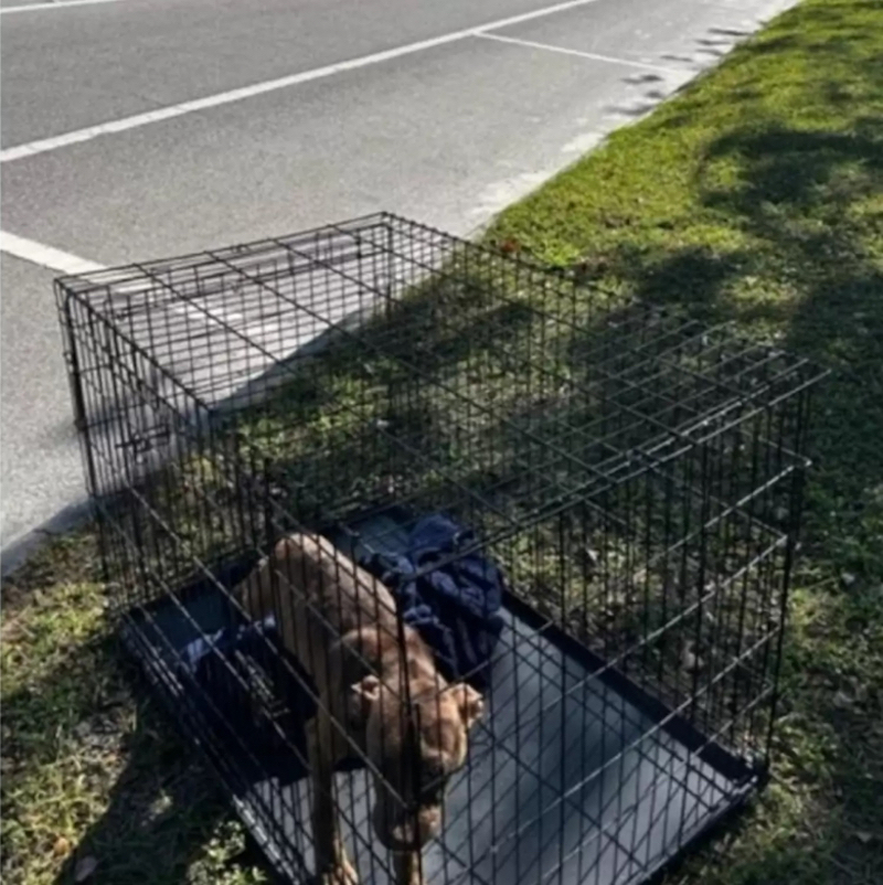 Une équipe de bénévoles se mobilise pour sauver une chienne abandonnée dans une cage !