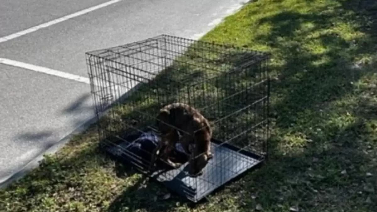 Une équipe de bénévoles se mobilise pour sauver une chienne abandonnée dans une cage !