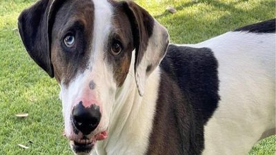 Une famille abandonne son chien pour une raison qui en a scandalisé plus d’un !