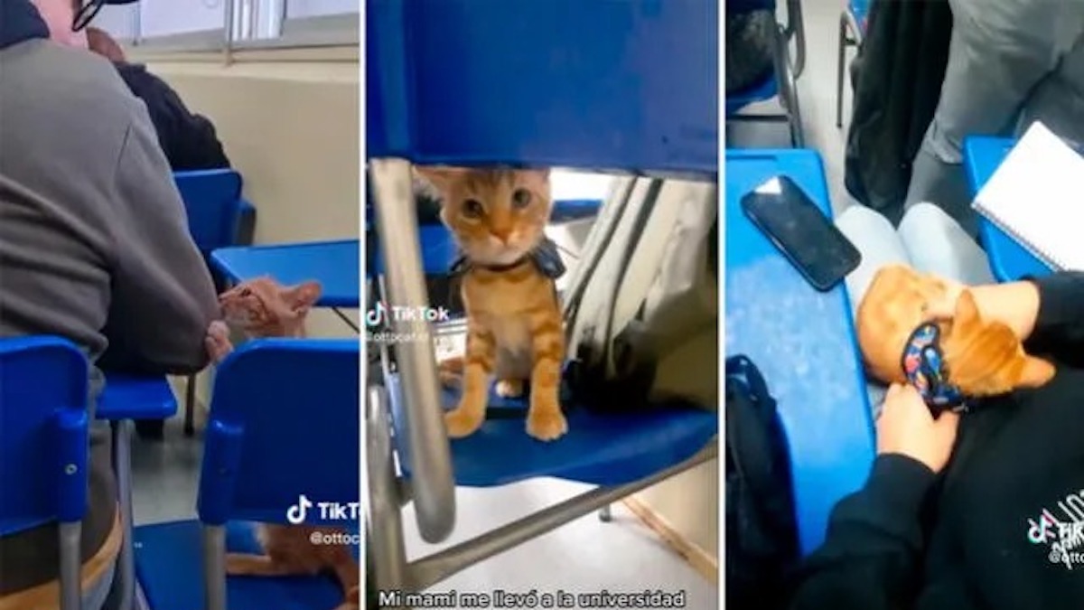 Elle emmène son chaton en classe et fait sensation sur la Toile : "Le chaton le plus intelligent de la classe"